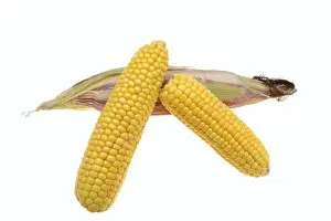 Plain Colored Background For Text Space Drucke: Corn (Zea mays), corn cobs against a white background