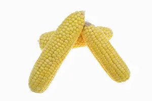 Agricultural Photography Drucke: Corn (Zea mays), corn cobs against a white background