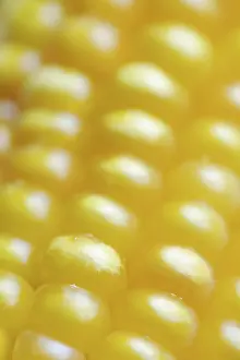 Close Up Corn Cob Drucke: Corn (Zea mays), detail of corn corn cob