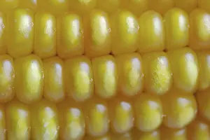 Close Up Corn Drucke: Corn (Zea mays), detail of corn corn cob