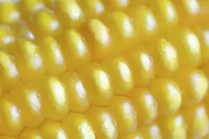 Agricultural Crop Close Up Drucke: Corn (Zea mays), detail of corn corn cob