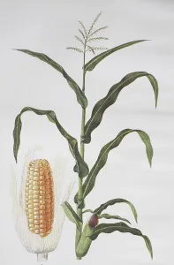 Old Fashioned Farming Techniques Drucke: Corn (Zea mays), Corn plant, Corn
