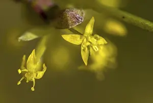 Bilder Datiert 5. März 2024: Cornus mas print european cornel