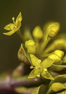 Bilder Datiert 5. März 2024: Cornus mas print european cornel portrait format