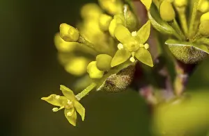 Bilder Datiert 5. März 2024: Cornus mas print european cornel image