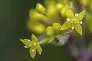 Bilder Datiert 5. März 2024: Cornus mas print