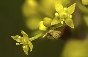Bilder Datiert 5. März 2024: Cornus mas print european cornelian cherry
