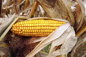 Agricultural Landscape Photography Drucke: Corncob with ripe corn kernel in a corn field in summer
