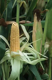 Corn Plant Drucke: Corncob (Zea mays)