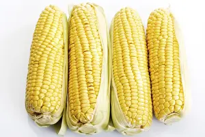Fresh Corn Drucke: Four corncobs (maize) next to one another (Zea mays)
