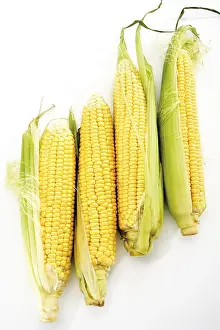 Vegetarian Dish Ideas Drucke: Four corncobs (Zea mays)