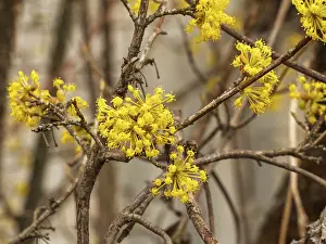 Springtime Flowering Trees Drucke: Cornel tree during early springtime in blossom