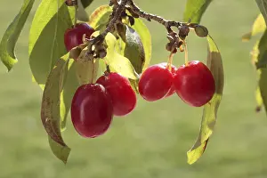 Cornelian Cherry Drucke: Cornelian cherry (Cornus mas)