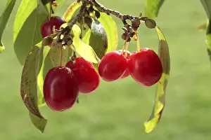 Freshly Picked Fruits Drucke: Cornelian cherry (Cornus mas)