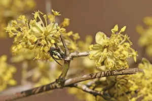Spring Nature Scenes Drucke: Cornelian cherry (Cornus mas) blooming