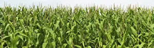 Daytime Agriculture Drucke: Cornfield