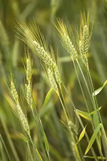 Agrarian Farming Practices Drucke: Cornfield