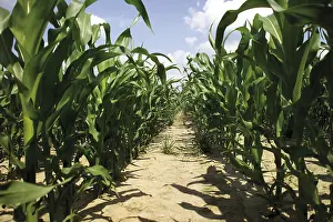 Cereal Cultivation Drucke: Cornfield