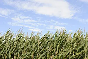 Abandoned Farm Field Drucke: Cornfield