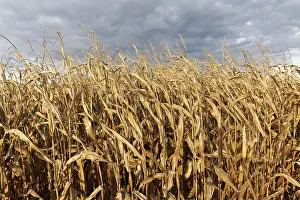 German Farmland Cultivation Drucke: Cornfield in autumn, cloudy sky