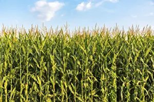 Cornfield Landscape Drucke: Cornfield in front of a blue sky in summer