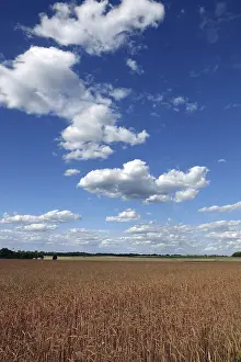 Agricultural Crop Photo Drucke: Cornfield with clouds