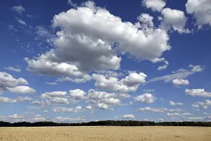 Agricultural Landscape Drucke: Cornfield with clouds