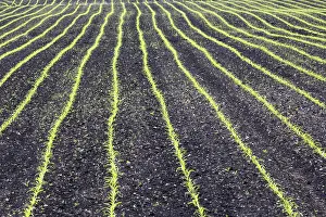 Farmland Photography Drucke: Cornfield as far as the horizon