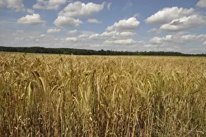 Agricultural Crop Photography Drucke: Cornfield, field, grain, fields