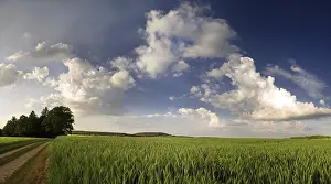 Rural German Countryside Scenery Drucke: Cornfield in the last light, Germany