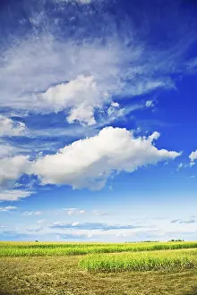 Farmland Scenery Drucke: Cornfield and sky
