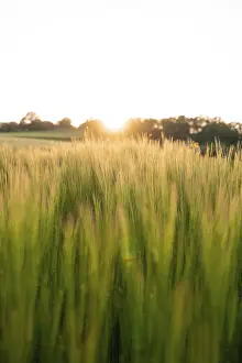 Southern Germany Farming Drucke: Cornfield in the sunlight, Black Forest