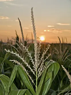Lower Austria Sunset Drucke: Cornfield at sunset, Lower Austria