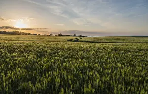 Baltic Sea Landscape Drucke: Cornfields in the evening, Baltic Sea behind