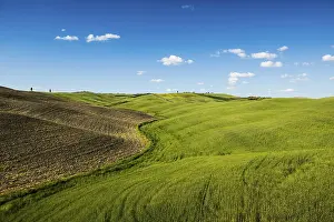 World Heritage Site Landscapes Drucke: Cornfields at San Quirico d'Orcia