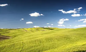 Blue Sky Countryside Drucke: Cornfields in spring, at San Quirico d'Orcia
