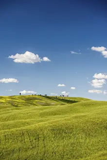 Tuscan Countryside Scenery Drucke: Cornfields in spring, at San Quirico d'Orcia