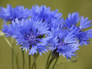 Deserted Farmland Drucke: Cornflower