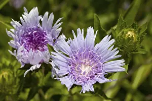 American Wildflowers Drucke: Cornflower Aster, Stokes Aster