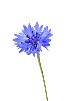 Studio Botany Photos Drucke: Cornflower (Centaurea cyanus)