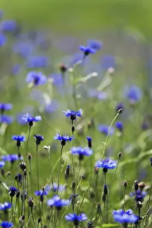 Deserted Nature Scenes With Flowers Drucke: Cornflower (Centaurea cyanus)