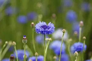 Blue Cornflower Drucke: Cornflower (Centaurea cyanus)