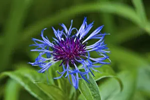 Flowering Plant Macro Shot Drucke: Cornflower (Centaurea cyanus)