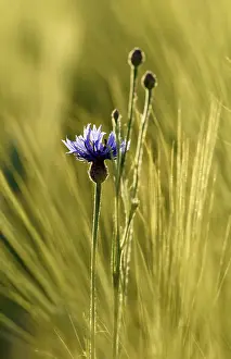 Hesse Germany Landscape Photo Drucke: Cornflower (Centaurea cyanus) between barley