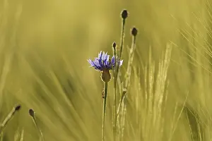 Hesse Germany Landscape Photo Drucke: Cornflower (Centaurea cyanus) between barley