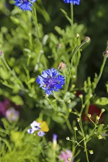 Germany Exterior Views Drucke: Cornflower (Centaurea cyanus), cyan