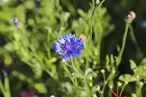 Blue Cornflower Drucke: Cornflower (Centaurea cyanus), cyan