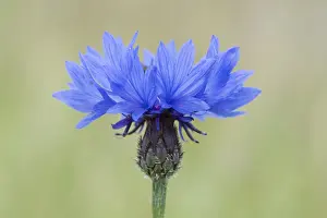 Blue Blossom Nature Drucke: Cornflower (Centaurea cyanus), Emsland