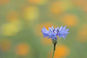 Centaurea Cyanus Bloom Drucke: Cornflower (Centaurea cyanus), Emsland