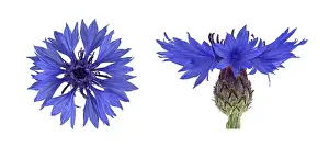 Centaurea Cyanus Drucke: Cornflower (Centaurea cyanus), flower
